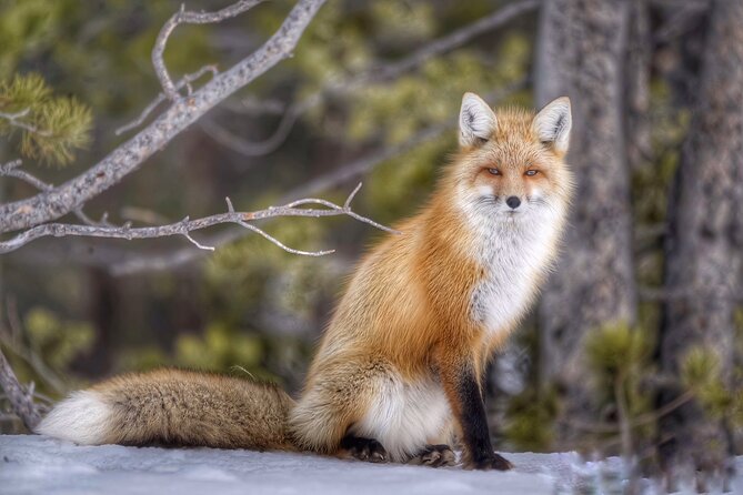 Yellowstone and Grand Teton National Parks Wildlife Adventure (2 Day/1 Night) - Scenic Beauty and Wildlife