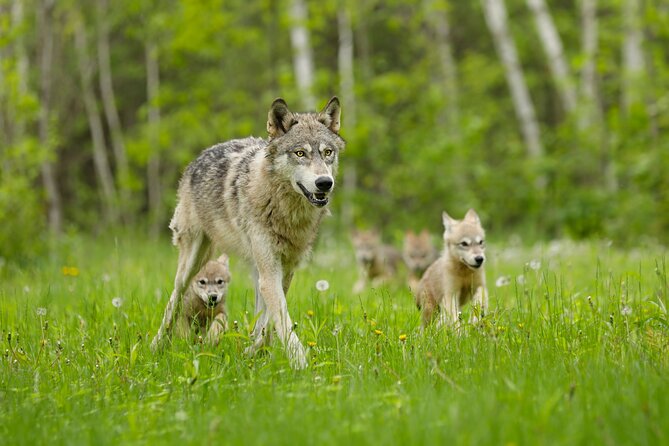 Yellowstone and Grand Teton National Parks Wildlife Adventure (2 Day/1 Night) - Trip Details and Pricing
