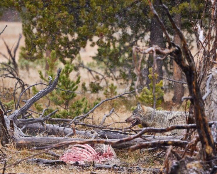 Yellowstone: Bespoke Photo Tour - Summer - Activity Details