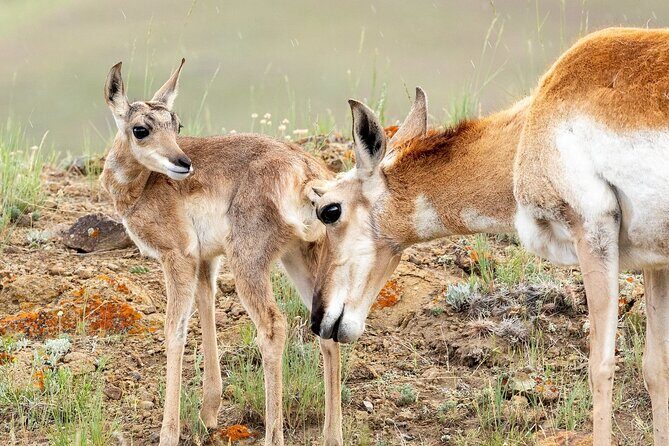 Yellowstone Day Adventure - Exploring the Itinerary: What to Expect