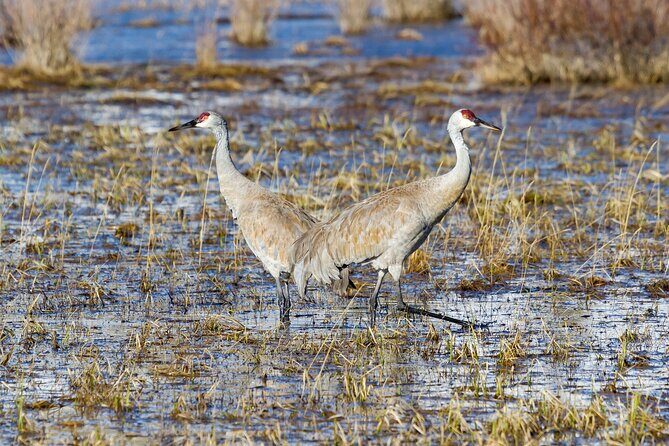 Yellowstone Day Adventure - Practical Details