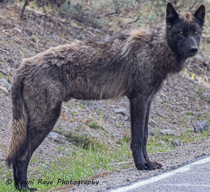 Yellowstone: Full-Day Private Guided Tour by Car With Lunch - Tour Details