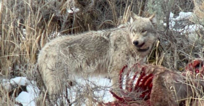 Yellowstone: Full-Day Private Guided Tour by Car With Lunch - Tour Duration and Starting Times