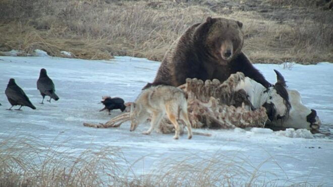 Yellowstone: Full-Day Private Guided Tour by Car With Lunch - Highlights of the Tour