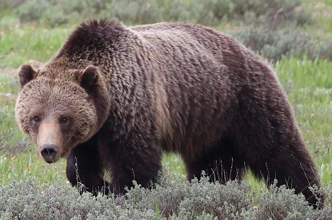 Yellowstone Full Day Tours - Additional Considerations