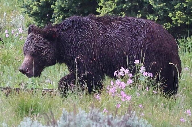Yellowstone Full Day Tours - Final Thoughts