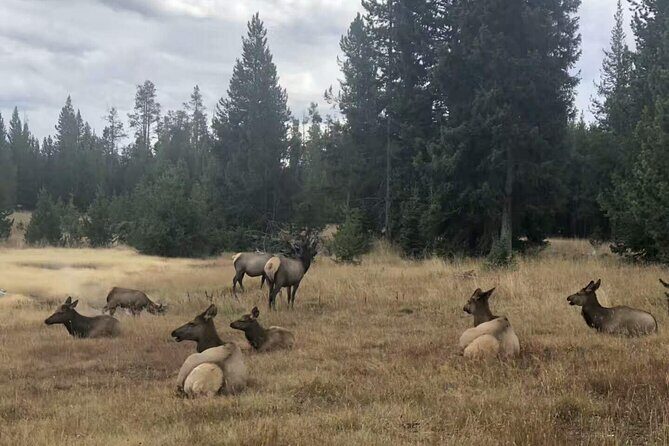 Yellowstone Grand Teton and Coeur dAlene 5-Day Tour from Seattle - Transportation, Accommodation, and Group Experience