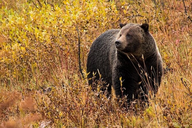Yellowstone & Grand Teton National Parks: Small Group 6-Day Tour - Tour Duration and Accommodation Options