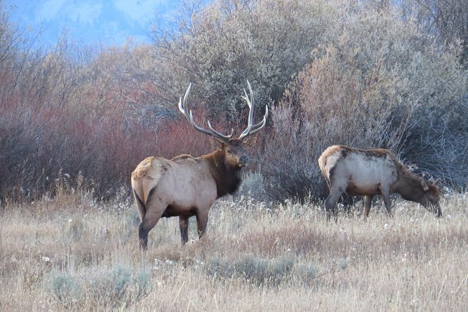 Yellowstone & Grand Teton National Parks - Ultimate Wildlife Safari - Spotting Wildlife in Grand Teton National Park