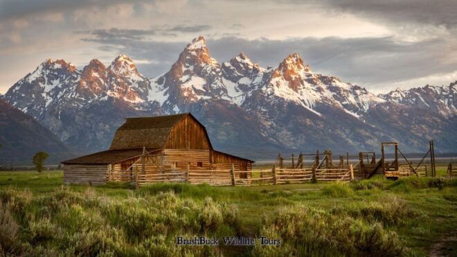 Yellowstone & Grand Tetons: 4-Day/3-Night Wildlife Adventure - Full Tour Description