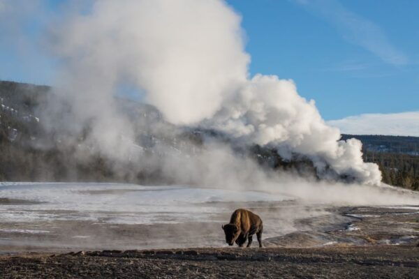 Yellowstone & Grand Tetons: 4-Day/3-Night Wildlife Adventure - Day 3 Itinerary