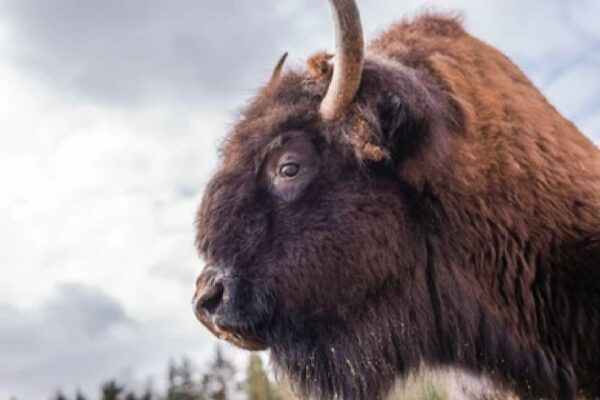 Yellowstone & Grand Tetons: 4-Day/3-Night Wildlife Adventure - Common Questions