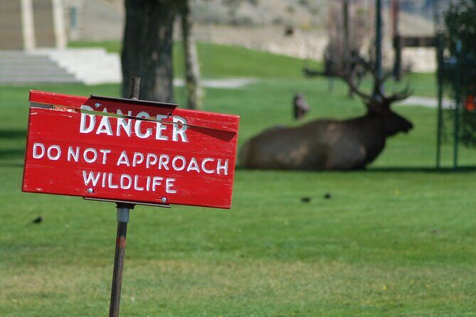 Yellowstone Grand Tour: See All Yellowstone In One Day - Good To Know