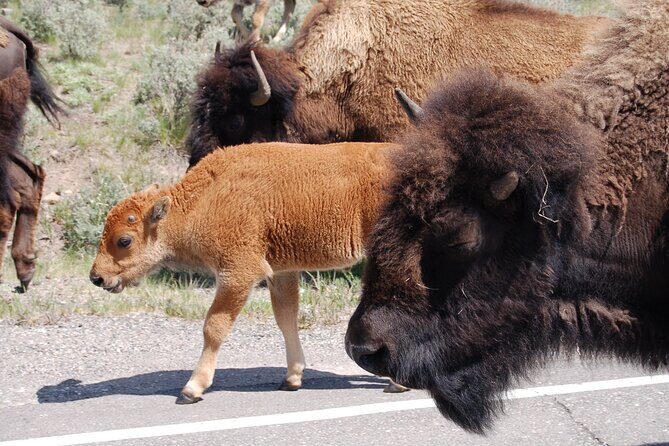 Yellowstone Grand Tour: See All Yellowstone In One Day - An In-Depth Look at the Itinerary