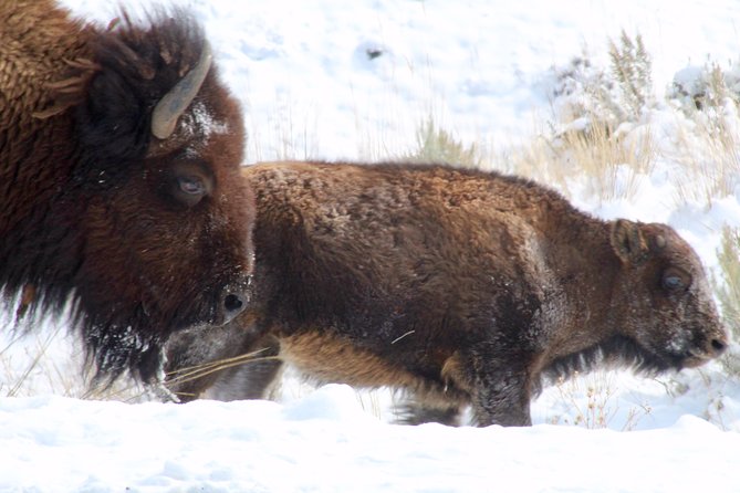 Yellowstone Lower Loop Full-Day Tour - Viator Help Center