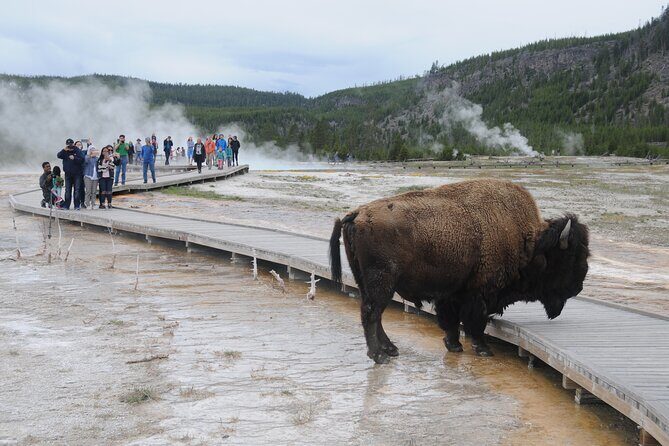 Yellowstone Lower (Southern) Loop Tour - FAQ