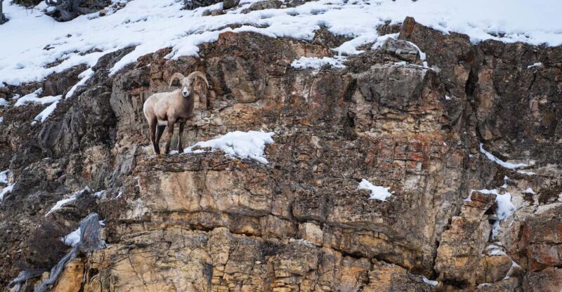 Yellowstone National Park: 3 Day Wildlife Photography Tour - An In-Depth Look at the Yellowstone Winter Photography Tour