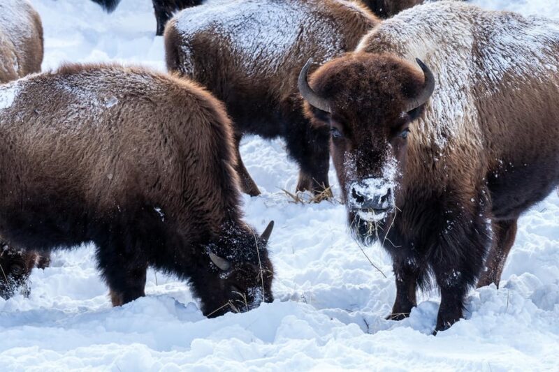 Yellowstone National Park: 3 Day Wildlife Photography Tour - The Sum Up