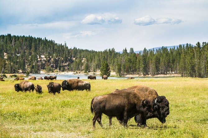 Yellowstone National Park - Full-Day Lower Loop Tour From Jackson - Spotting Local Wildlife