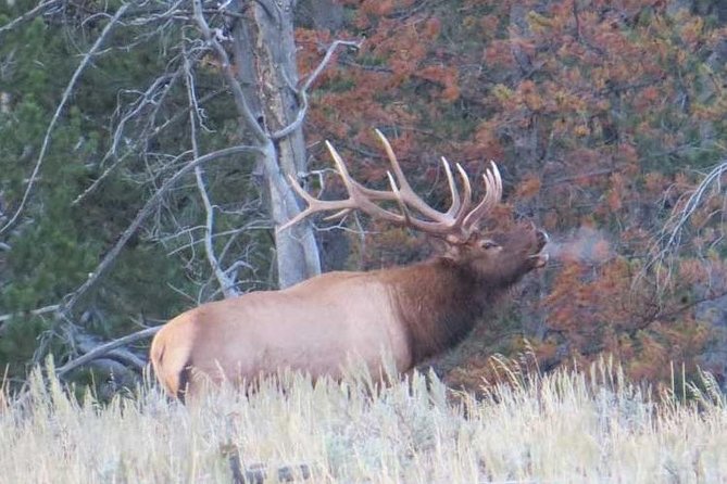 Yellowstone National Park - Full-Day Lower Loop Tour From Jackson - Tour Inclusions