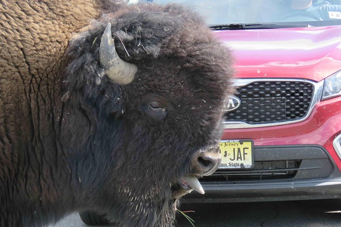 Yellowstone National Park - Full-Day Lower Loop Tour From Jackson - Meeting Point and Pickup Details