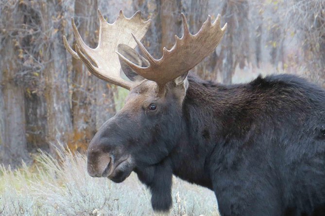 Yellowstone National Park - Full-Day Lower Loop Tour From Jackson - Tour Accessibility and Age Requirements