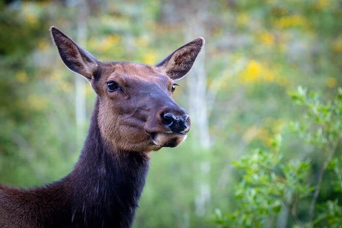 Yellowstone National Park Group Tour - Authentic Traveler Feedback