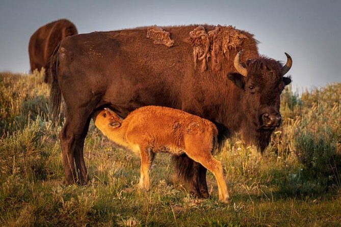 Yellowstone National Park Group Tour - FAQ