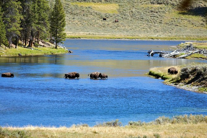 Yellowstone National Park Private Tour - Common Questions