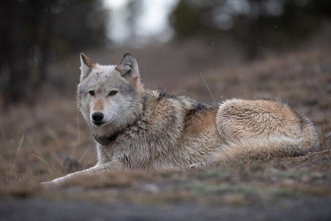 Yellowstone National Park Private Wildlife Tour - An In-Depth Look at the Yellowstone Wildlife Tour