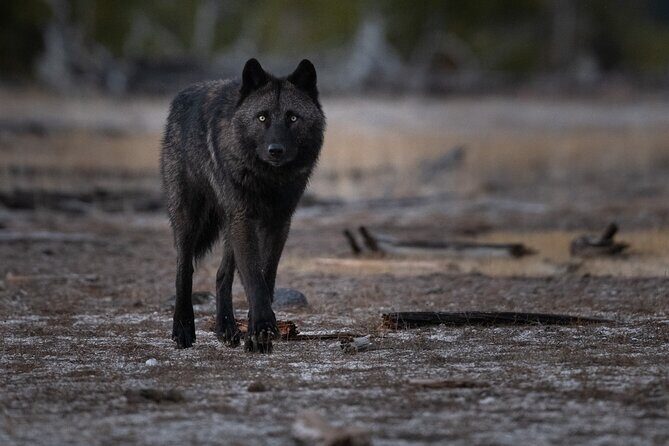 Yellowstone National Park Private Wildlife Tour - The Sum Up