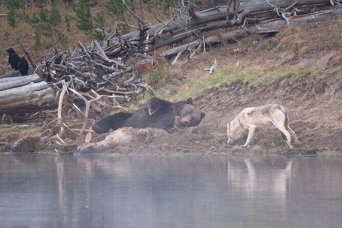 Yellowstone National Park Private Wildlife Tour - Good To Know