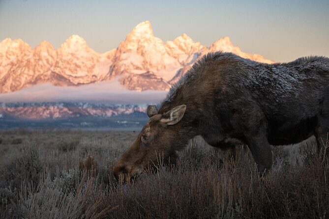Yellowstone National Park Private Wildlife Tour - The Vehicle and Equipment