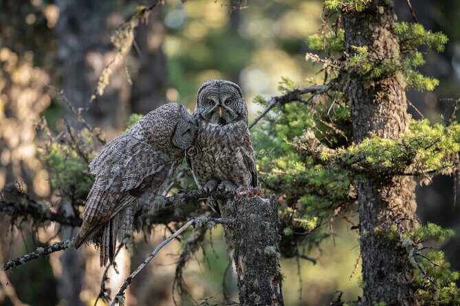 Yellowstone National Park Private Wildlife Tour - Price and Value Analysis