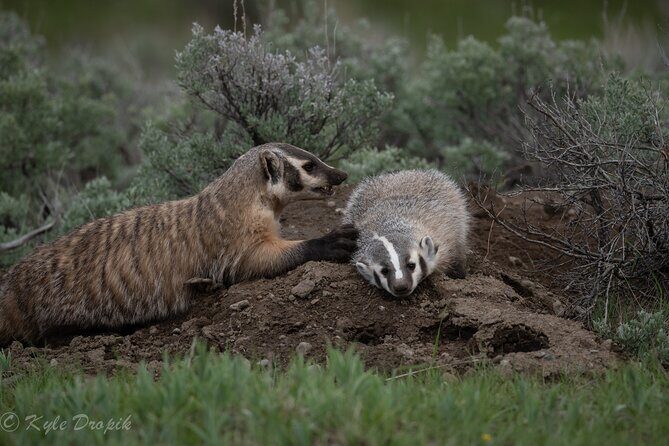 Yellowstone National Park Private Wildlife Tour - Who Would Benefit Most?