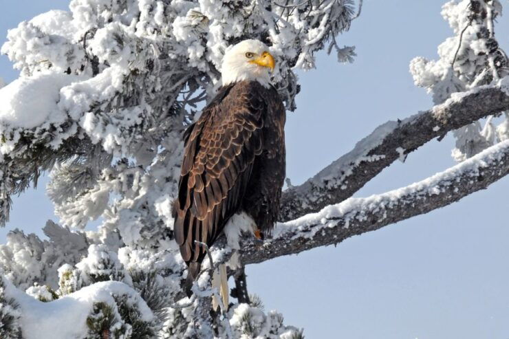 Yellowstone National Park: Self-Driving Audio Guided Tour - Experience Details