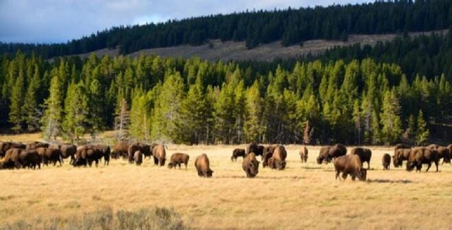 Yellowstone: Old Faithful, Waterfalls, and Wildlife Day Tour - Customer Reviews