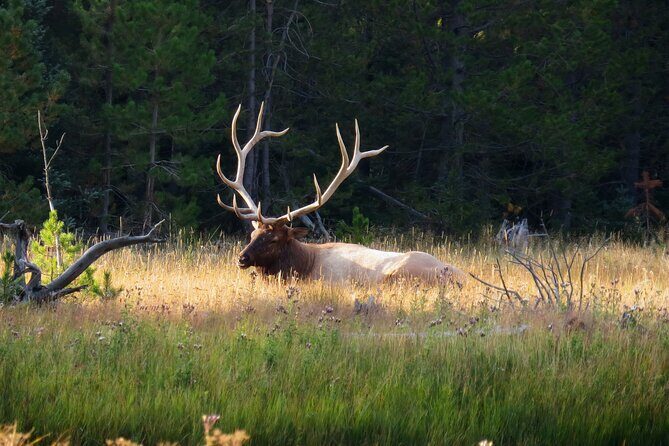 Yellowstone Private Tour Up To 14 - A Surprise Activity Included - Final Thoughts