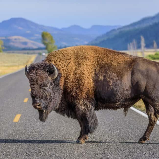 Yellowstone Private Tour Up To 14 Surprise Activity Included - Why This Tour Stands Out