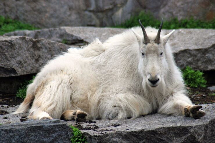Yellowstone: Self-Guided Tour of National Park Highlights - Tour Highlights and Inclusions