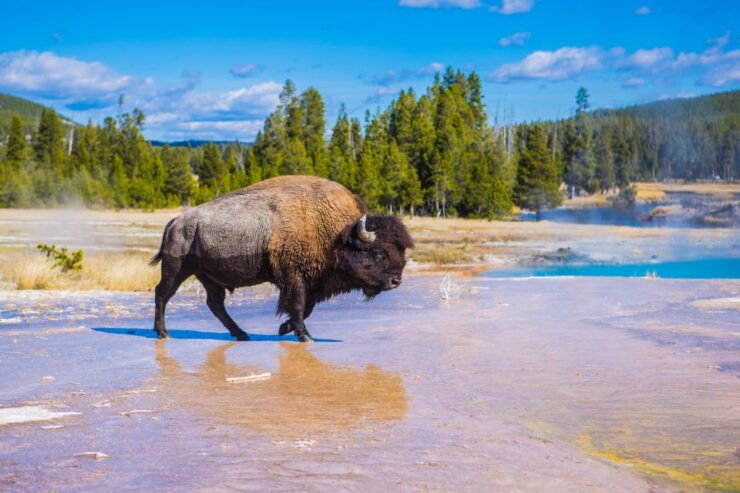 Yellowstone: Sightseeing Tour - Tour Highlights and Experience