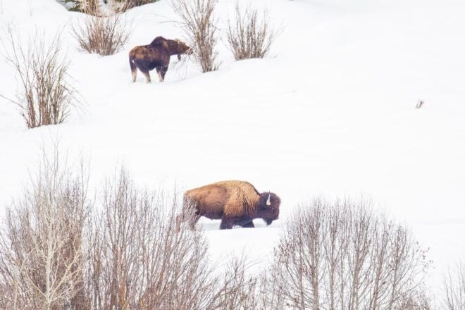 Yellowstone: Sightseeing Tour - Trip Planning and Logistics