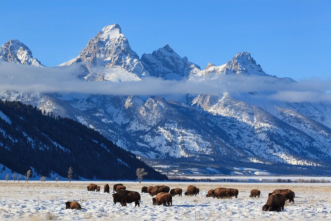 Yellowstone Snowshoe Adventure - Private Tour From Jackson Hole - Refund and Rescheduling Details