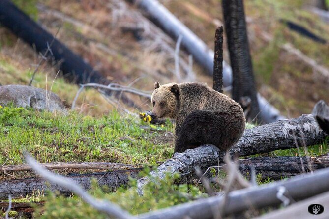 Yellowstone Wildlife and Photo Upper Loop Tour West Yellowstone - The Tour Experience: What You Can Expect