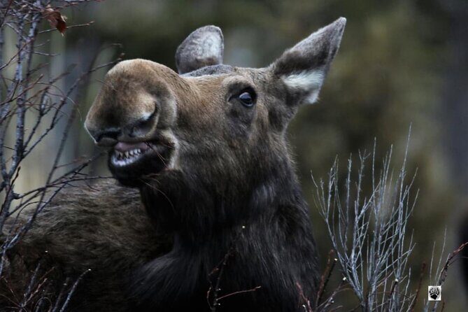 Yellowstone Wildlife and Photo Upper Loop Tour West Yellowstone - Overall Value and Suitability