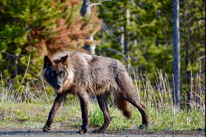 Yellowstone Wildlife and Photo Upper Loop Tour West Yellowstone - Frequently Asked Questions