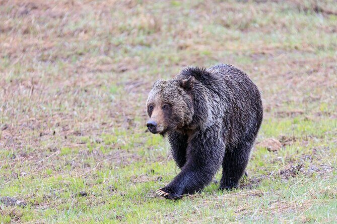 Yellowstone Wildlife Safari in Lamar Valley from Cody, WY - FAQ