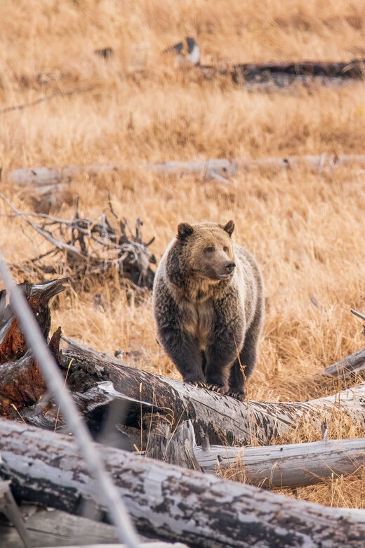 Yellowstone Wildlife Tour - In-Depth Look at the Yellowstone Wildlife Tour