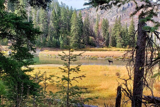 Yellowstone Wildlife Tour - An In-Depth Look at the Yellowstone Wildlife Tour