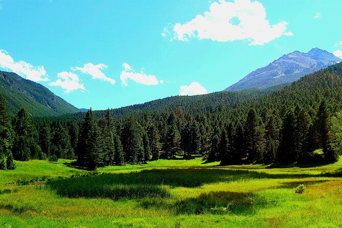 Yellowstone Wildlife Tour - An In-Depth Look at the Yellowstone Wildlife Tour